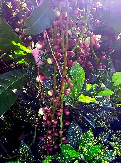 The beautiful blossoms of powerpuff tree at Taipei Eextreme sports and training center, Nangang district, Taipei, Taiwan, SJKen, Jun 18, 2022.
