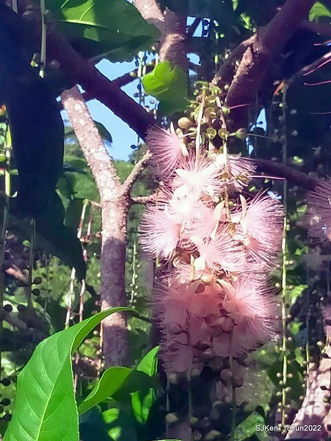The beautiful blossoms of powerpuff tree at Taipei Eextreme sports and training center, Nangang district, Taipei, Taiwan, SJKen, Jun 18, 2022.