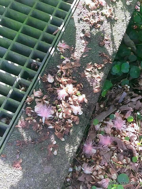 The beautiful blossoms of powerpuff tree at Taipei Eextreme sports and training center, Nangang district, Taipei, Taiwan, SJKen, Jun 18, 2022.