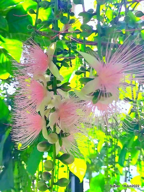 The beautiful blossoms of powerpuff tree at Taipei Eextreme sports and training center, Nangang district, Taipei, Taiwan, SJKen, Jun 18, 2022.