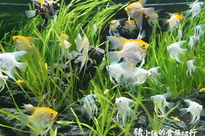 屏東。長治》天明製藥農科觀光藥廠。老牌藥廠的新行銷