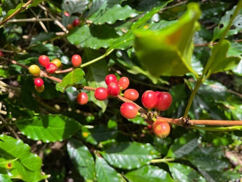 S__44245035.jpg S__44245035.jpg