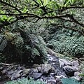 【太平山 | 蹦蹦車】搭乘台灣唯一高山台車直抵宮崎駿神秘山中月台 來和森林精靈玩場躱貓貓吧