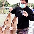 【太平山 | 蹦蹦車】搭乘台灣唯一高山台車直抵宮崎駿神秘山中月台 來和森林精靈玩場躱貓貓吧