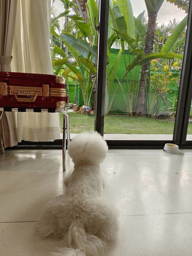 【屏東.東港】福灣villa海洋四人房。寵物友善清潔費一隻$500。超大庭院+戶外客廳可盡情奔跑