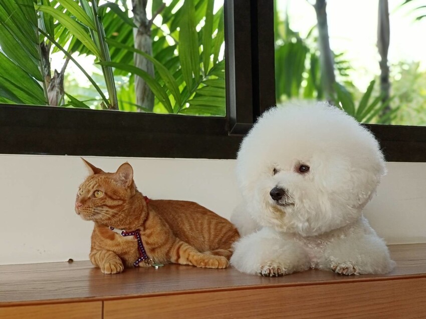 【屏東.東港】福灣villa海洋四人房。寵物友善清潔費一隻$500。超大庭院+戶外客廳可盡情奔跑