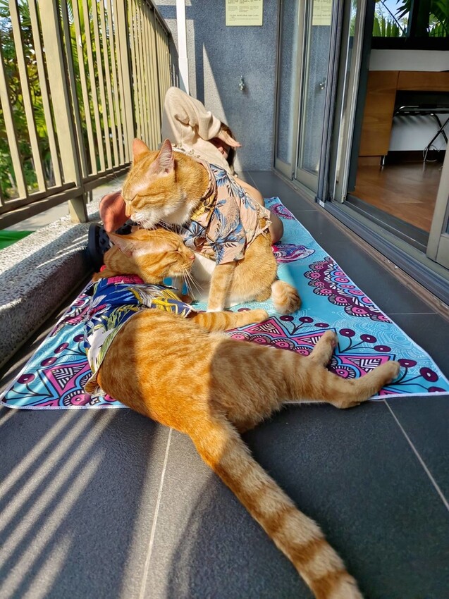 【屏東.東港】福灣villa海洋四人房。寵物友善清潔費一隻$500。超大庭院+戶外客廳可盡情奔跑