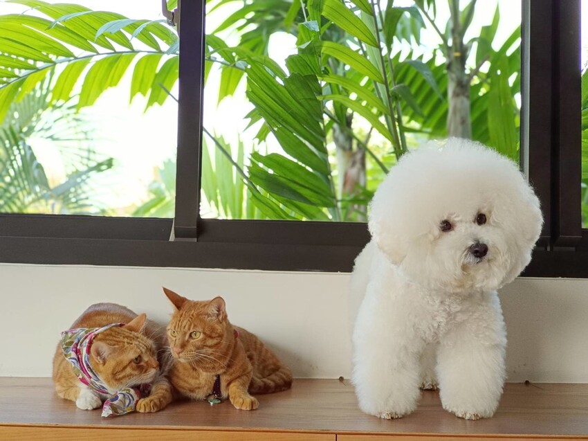 【屏東.東港】福灣villa海洋四人房。寵物友善清潔費一隻$500。超大庭院+戶外客廳可盡情奔跑