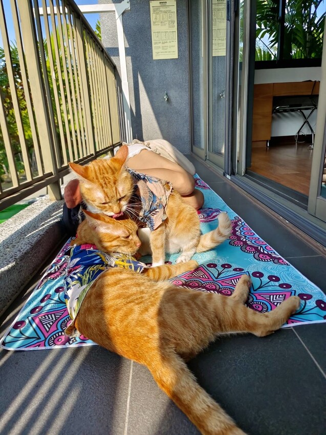 【屏東.東港】福灣villa海洋四人房。寵物友善清潔費一隻$500。超大庭院+戶外客廳可盡情奔跑