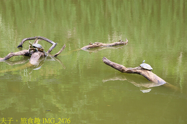 IMG_2476.jpg - 苗栗三灣三聯埤 20220815