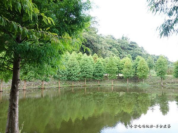 2022年9月落羽松林-月眉人工生態濕地 (6).jpg