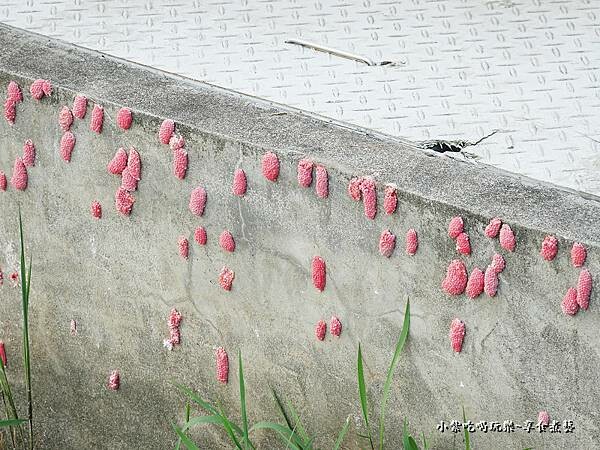 大溪-月眉人工生態濕地 (5).jpg