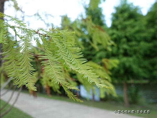 2022年9月落羽松林-月眉人工生態濕地 (1).jpg