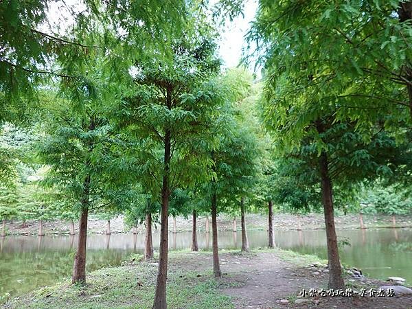 2022年9月落羽松林-月眉人工生態濕地 (4).jpg