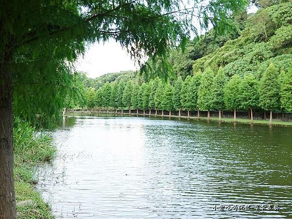 2022年9月落羽松林-月眉人工生態濕地 (9).jpg