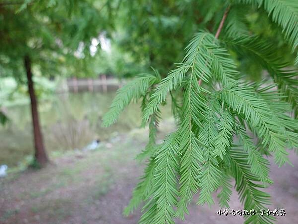 2022年9月落羽松林-月眉人工生態濕地 (5).jpg