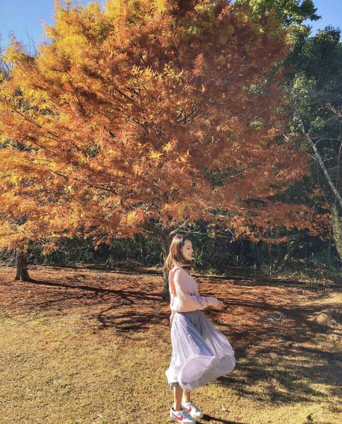 奧萬大楓樹 楓葉 賞楓 變紅 秋楓 楓林 南投賞花