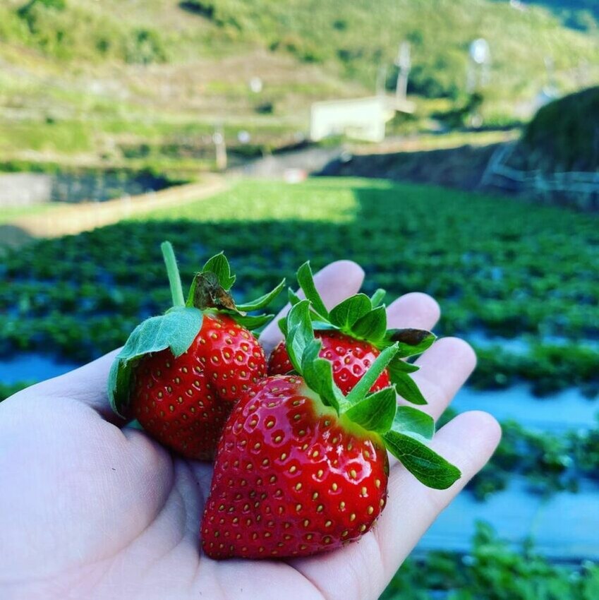 金鑽草莓園
