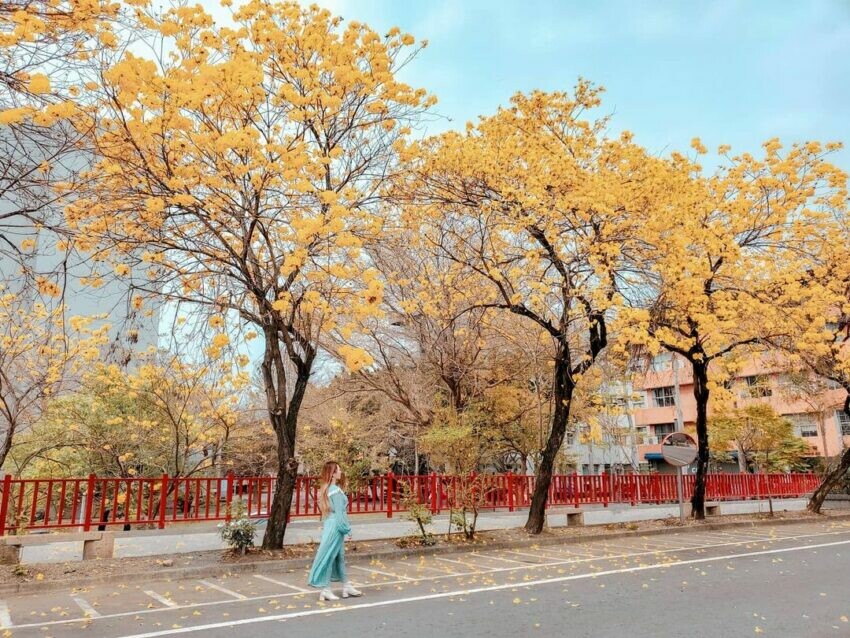 草屯|南開科技大學 南投賞花 風鈴木