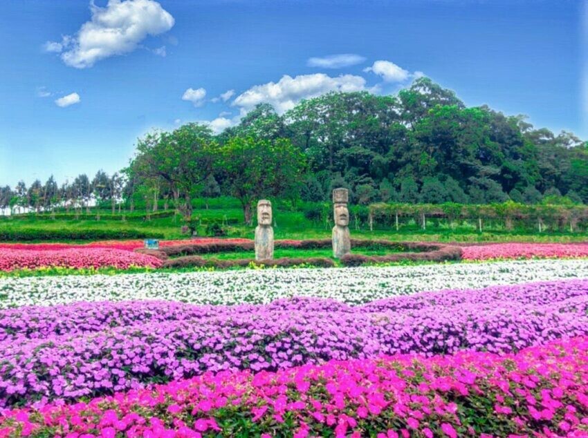 桃園大溪花海農場