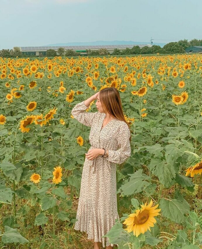 竹山|柯仔坑,黃澄澄的向日葵花海和人差不多高,漫步其中有種花仙子的感覺,既浪漫又夢幻,非常適合拍出人生美照。
