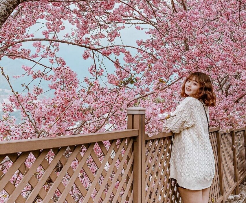 信義|草坪頭櫻花季 南投賞花 櫻花 賞櫻