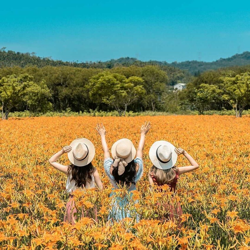 日月潭金針花海 |頭社盆地金針花 南投賞花 南投賞花攻略 金針花