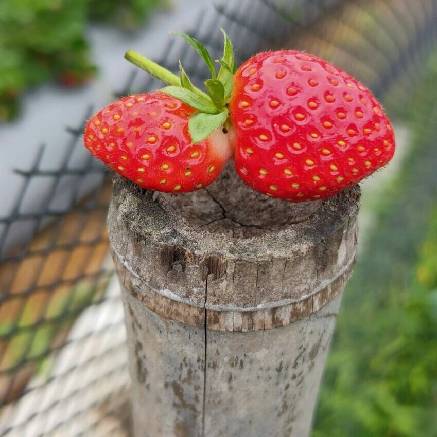 大湖巧合草莓園