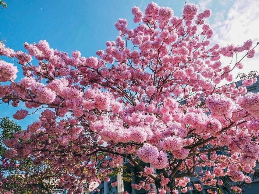 草屯|草屯體育館 南投賞花 風鈴木