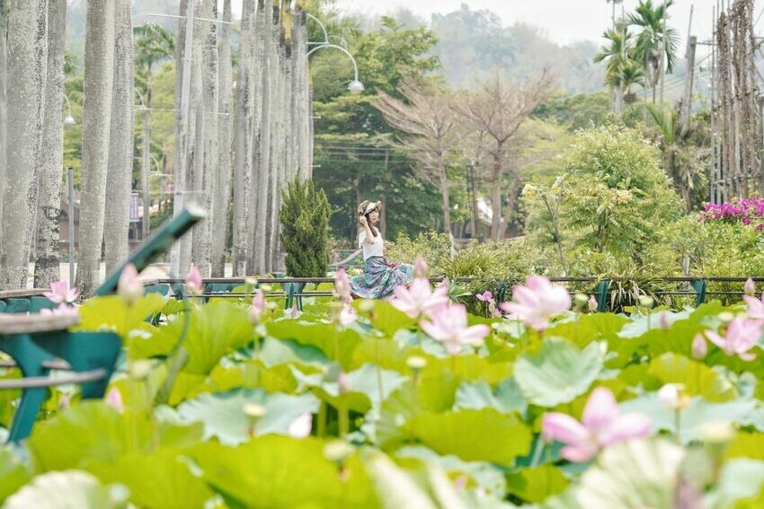 南投市|中興新村荷花季 南投賞花 賞荷 荷花
