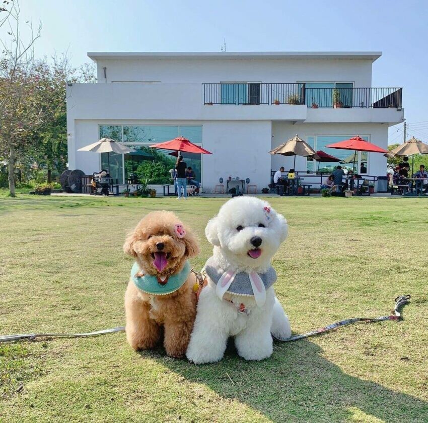 新竹雨天備案|Deer Nana Cafe|寵物友善餐廳