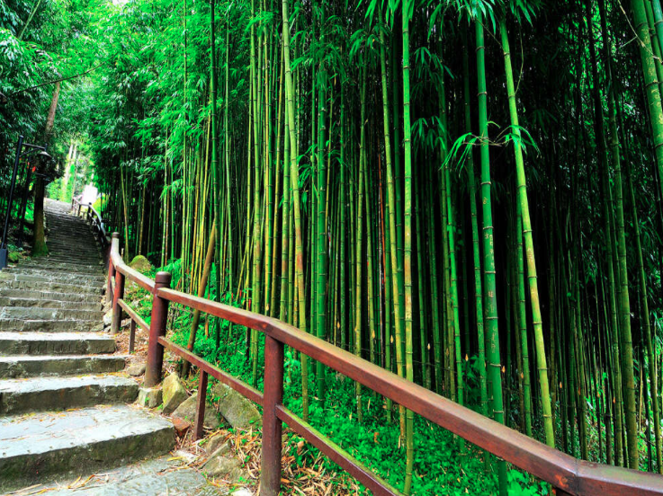 媲美日本嵐山的奮起湖四方竹