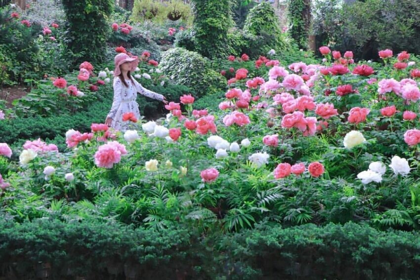 竹山|杉林溪牡丹花季 南投賞花 牡丹花