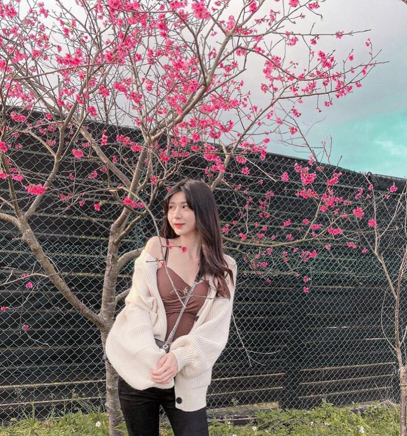 陽明山,櫻花季,陽明山花季,櫻花,台北景點,陽明山景點