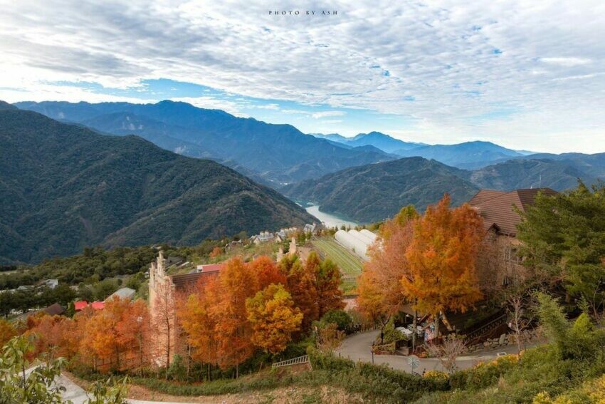 仁愛|清境農場 南投賞花 落羽松 楓葉