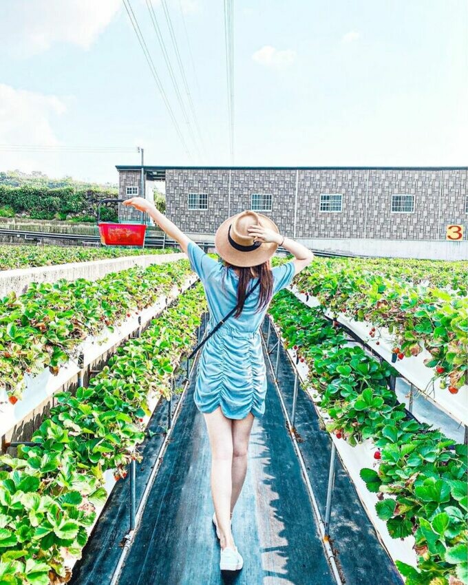 滿意牛奶蜜草莓農場