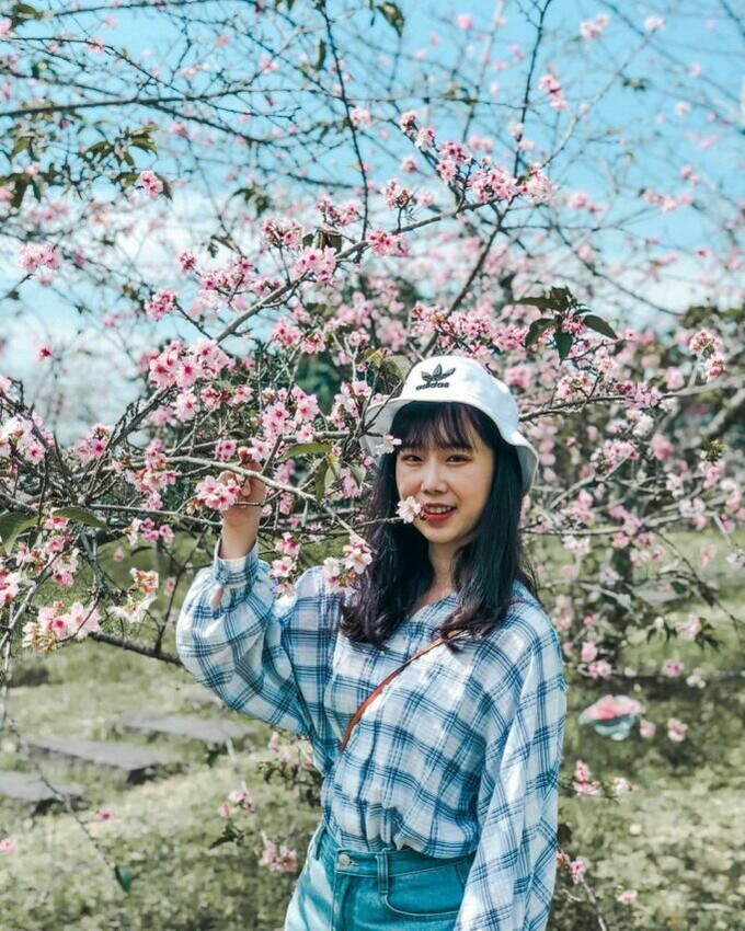 鹿谷|小半天石馬公園 南投賞花 櫻花 賞櫻