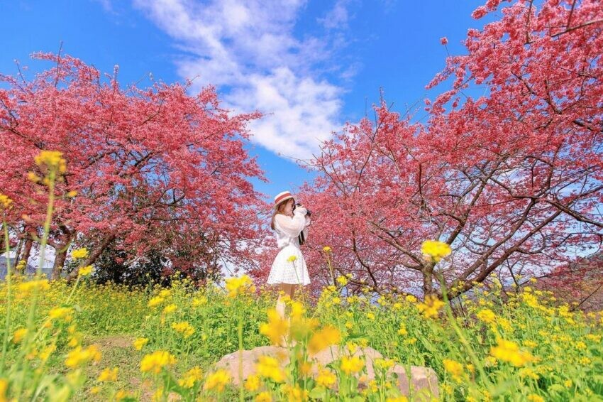 南投賞花 櫻花 賞櫻 阿本農場