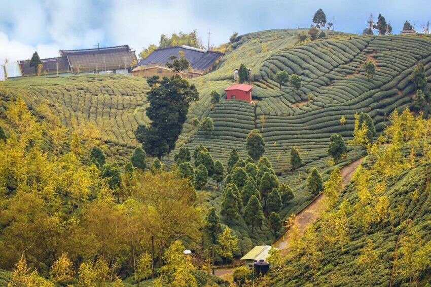 銀杏森林 南投 南投賞花