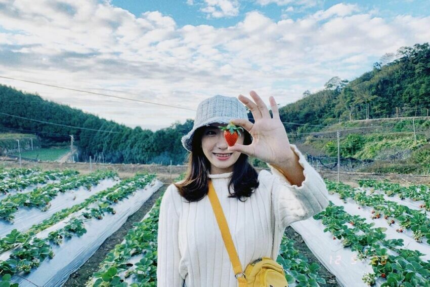 金鑽草莓園