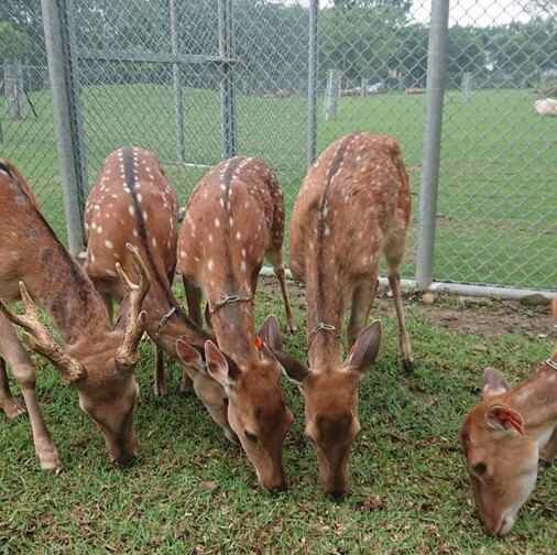 逐鹿部落的萌萌梅花鹿