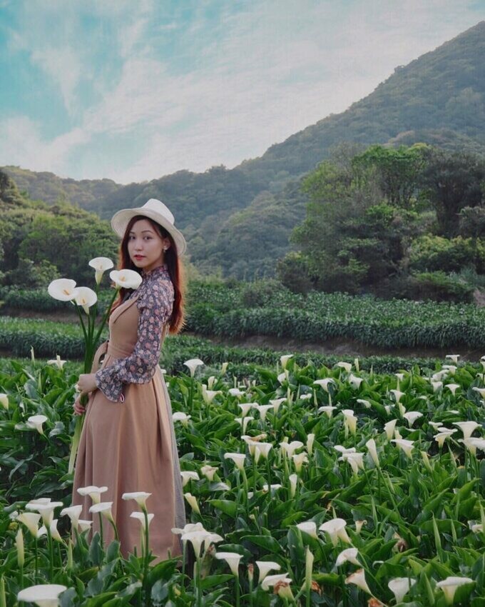 陽明山花季攻略,竹子湖海芋季,陽明山花季,繡球花,海芋,陽明山,陽明山景點