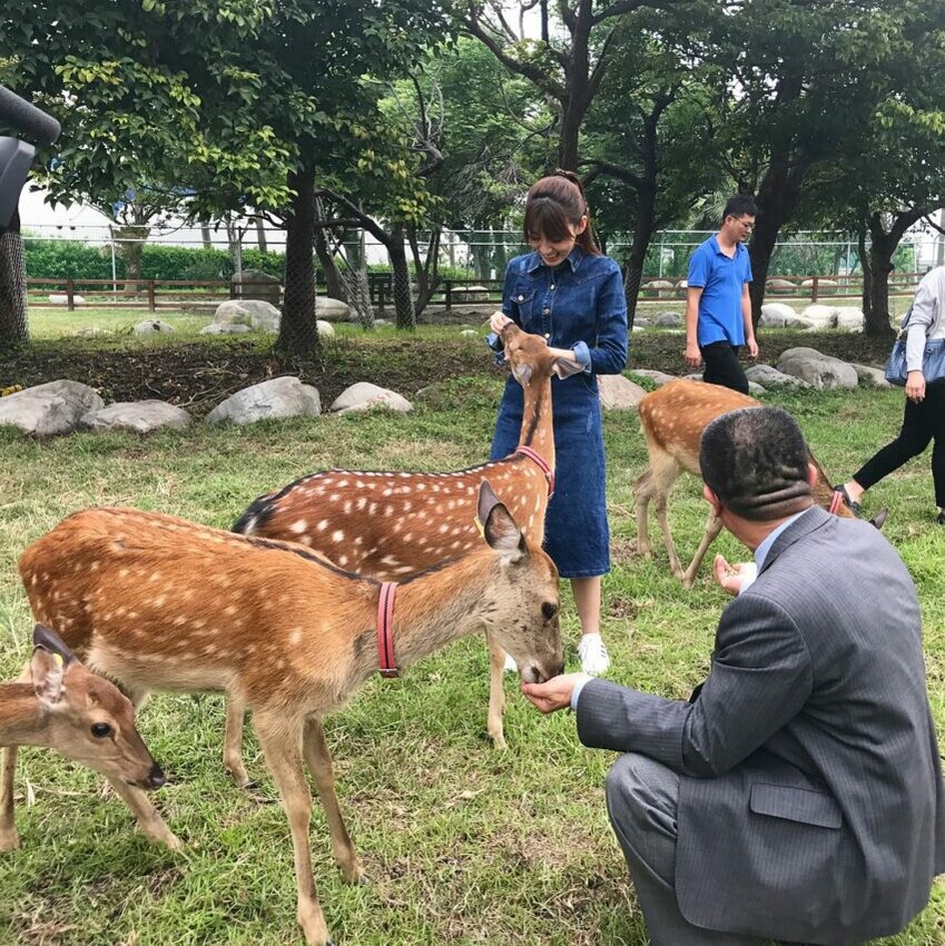 鹿港景點|鹿港生態公園,這裡有綠意盎然的綠化步道、活蹦亂跳的可愛小鹿,抓對時間來的話,還可以參與導覽解說和餵小鹿的活動哦!