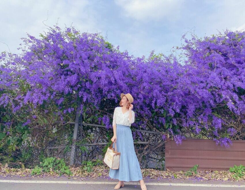 中寮|六七一茶花園 南投賞花 錫葉藤