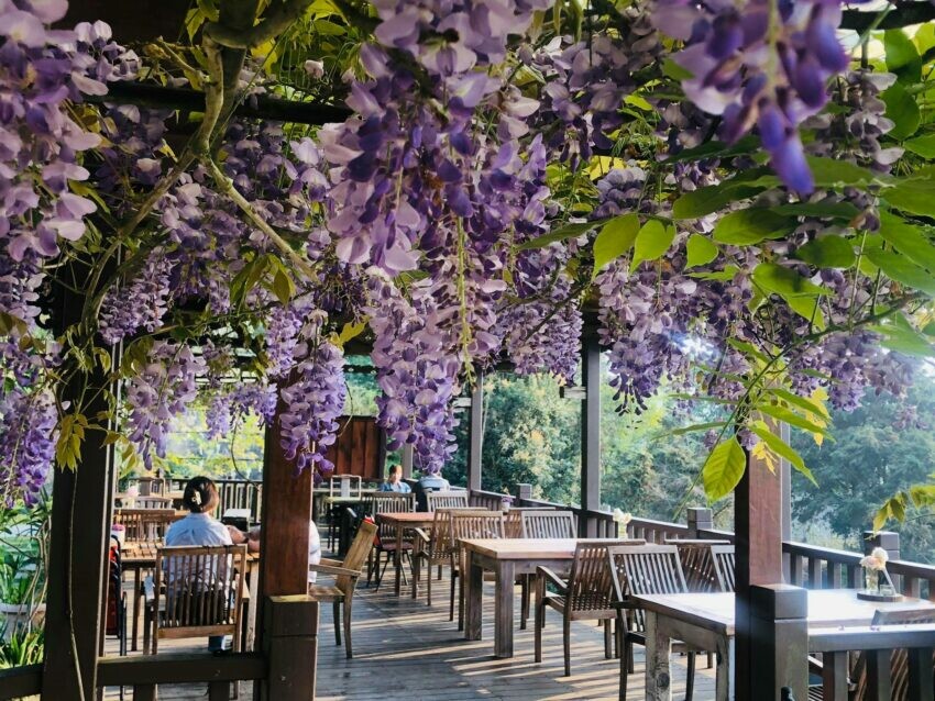 阿里山民宿推薦|星光森林民宿