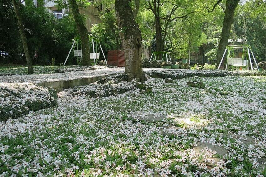 埔里|牛耳藝術村 南投賞花 客家桐花祭 桐花 賞桐