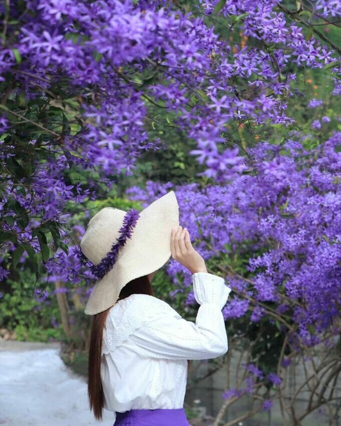 埔里|南平山道田有機農場 南投賞花 錫葉藤