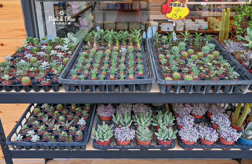 花媽生活工坊 | 雲林斗六日本陶瓷餐具、骨瓷杯、花器、多肉植物、生活雜貨小舖 @Nini and Blue  玩樂食記