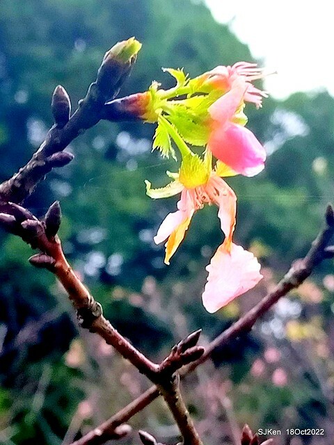 Oct Japanese Flowering Cherry at Sun Yat-sen Memorial Hall, Taipei, Taiwan, SJKen, Oct 18, 2022.