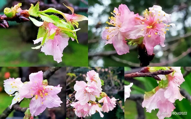 Oct Japanese Flowering Cherry at Sun Yat-sen Memorial Hall, Taipei, Taiwan, SJKen, Oct 18, 2022.